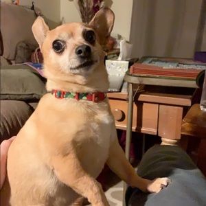 Meet your Posher, Tristen